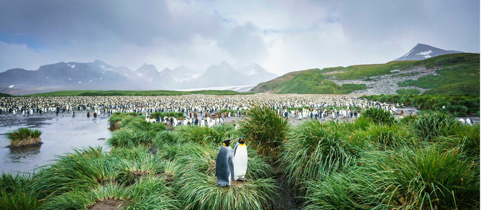 The mass of wildlife at Salisbury Plain, South Georgia | Dietmar Denger