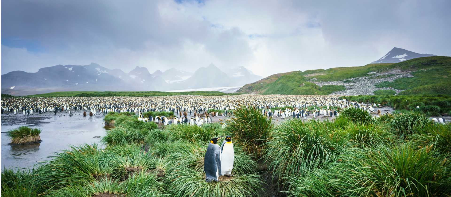 The mass of wildlife at Salisbury Plain, South Georgia | Dietmar Denger
