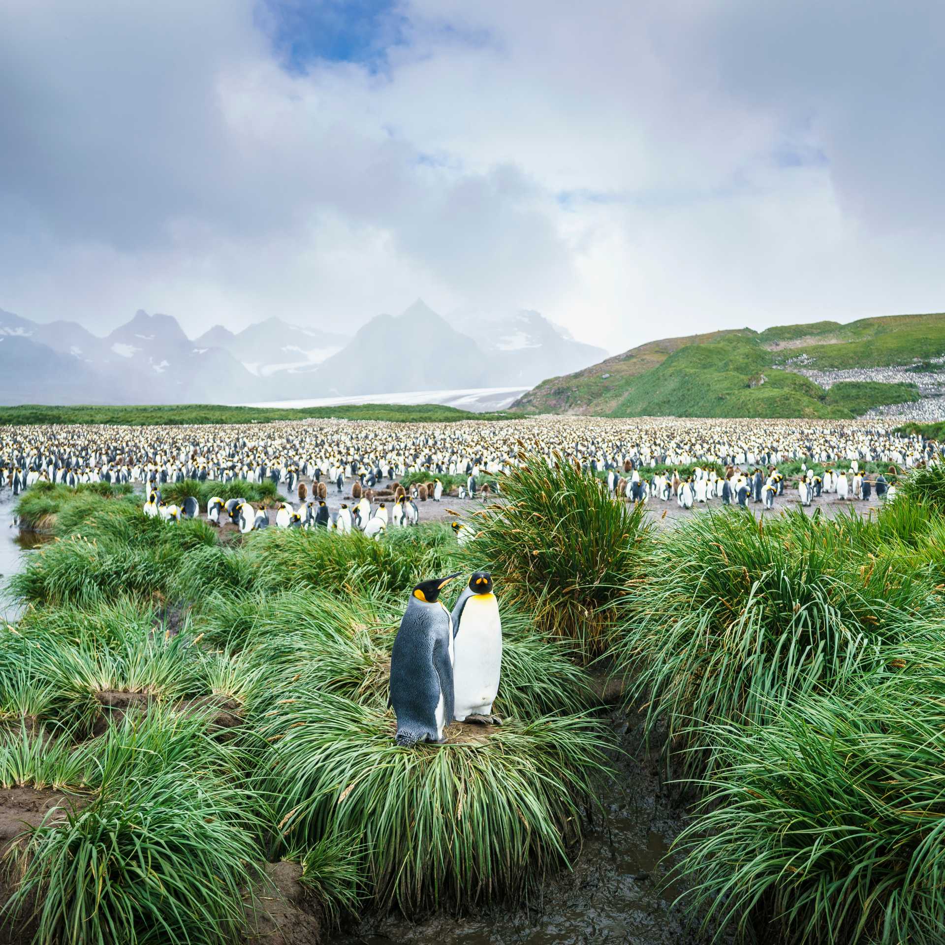 The mass of wildlife at Salisbury Plain, South Georgia | Dietmar Denger