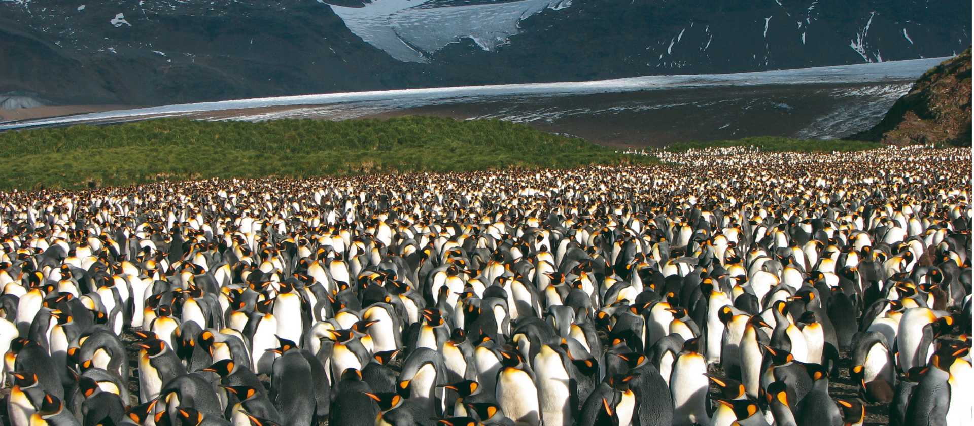 Large King Penguin colony, Salisbury Plain, South Georgia | Diana Watts