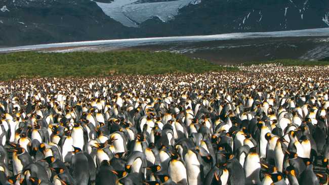 Large King Penguin colony, Salisbury Plain, South Georgia | Diana Watts