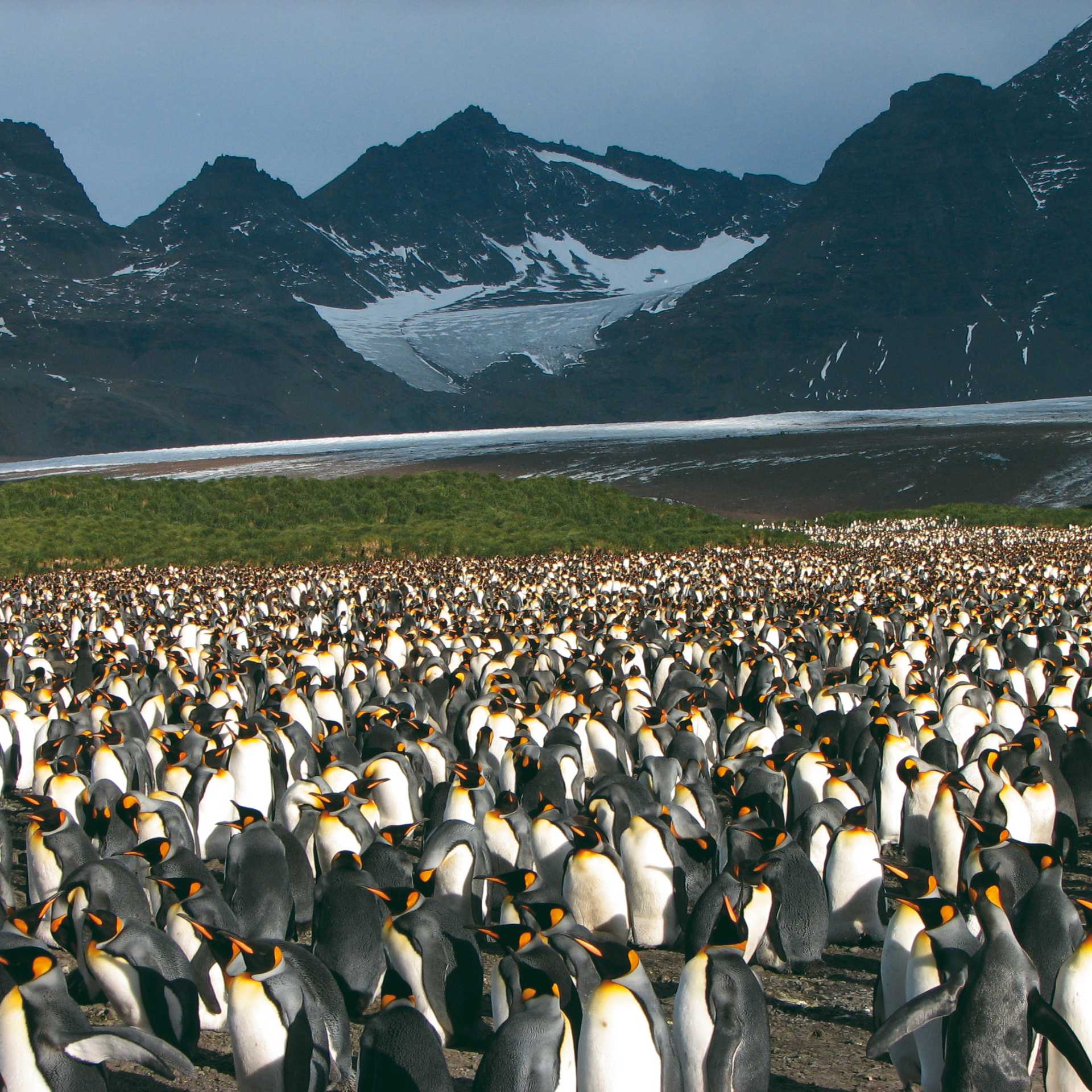 Large King Penguin colony, Salisbury Plain, South Georgia | Diana Watts