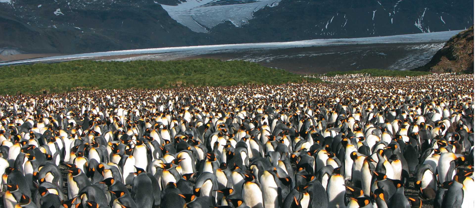 Large King Penguin colony, Salisbury Plain, South Georgia | Diana Watts
