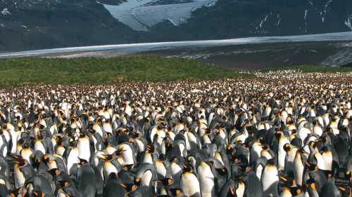 Large King Penguin colony, Salisbury Plain, South Georgia | Diana Watts