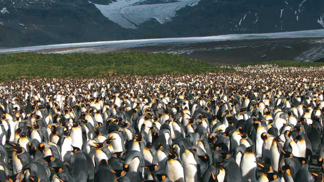 Large King Penguin colony, Salisbury Plain, South Georgia | Diana Watts