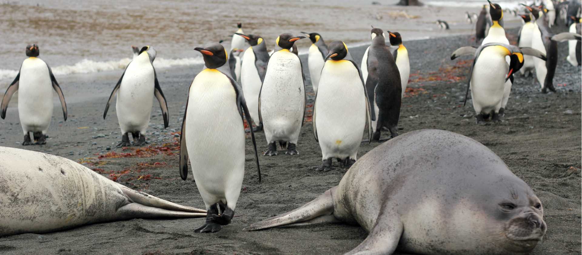 Coming through...wildlife rich beach at Sandy Bay | Rachel Imber