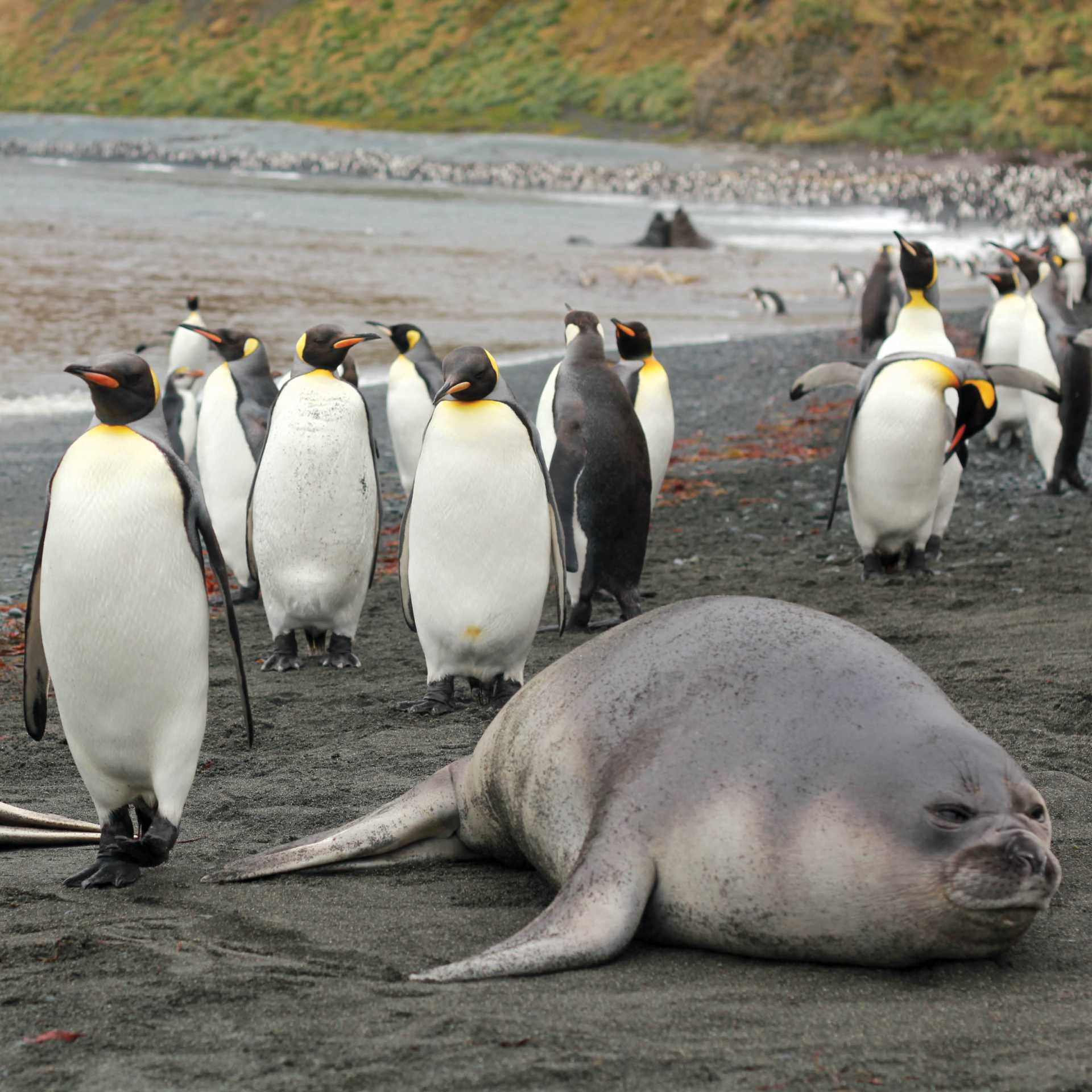 Coming through...wildlife rich beach at Sandy Bay | Rachel Imber