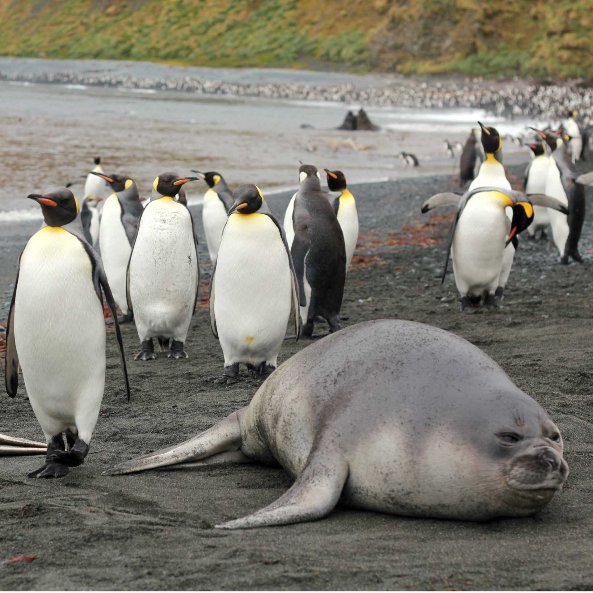 Coming through...wildlife rich beach at Sandy Bay | Rachel Imber