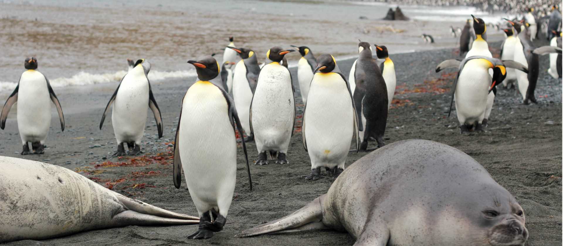 Coming through...wildlife rich beach at Sandy Bay | Rachel Imber