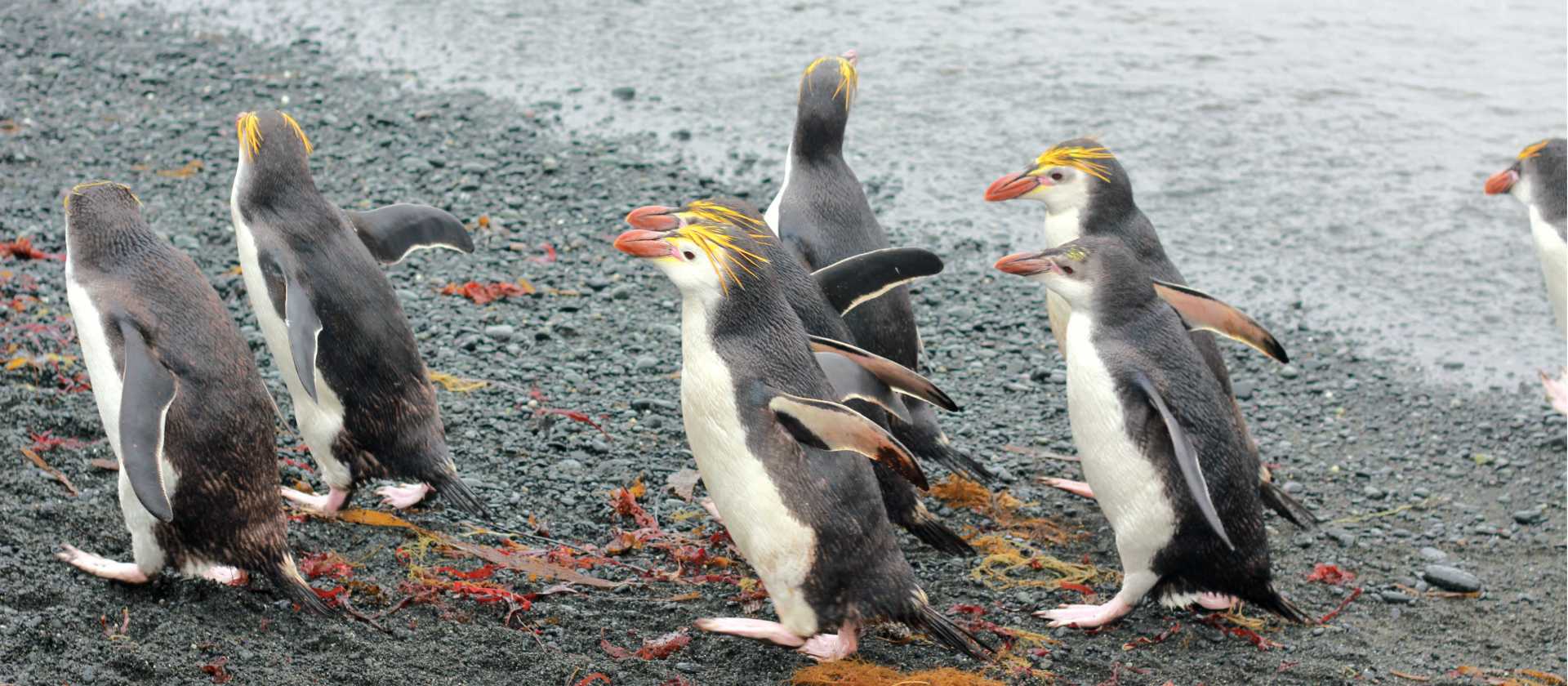 Royal Penguins waddling up the beach | Rachel Imber
