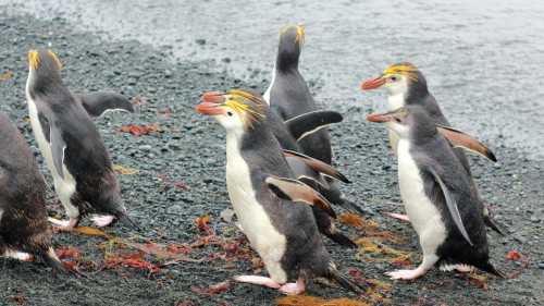 Royal Penguins waddling up the beach | Rachel Imber