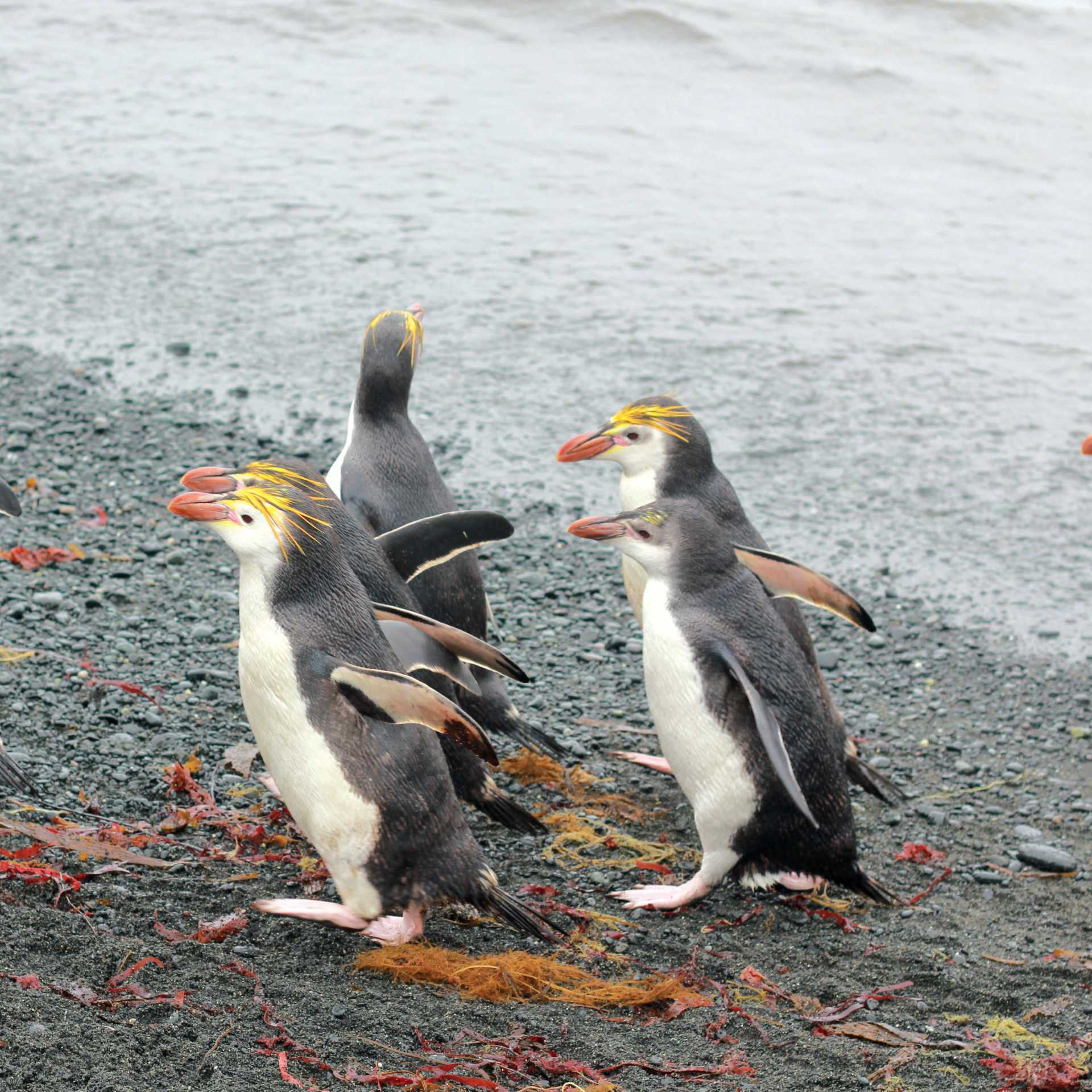Royal Penguins waddling up the beach | Rachel Imber