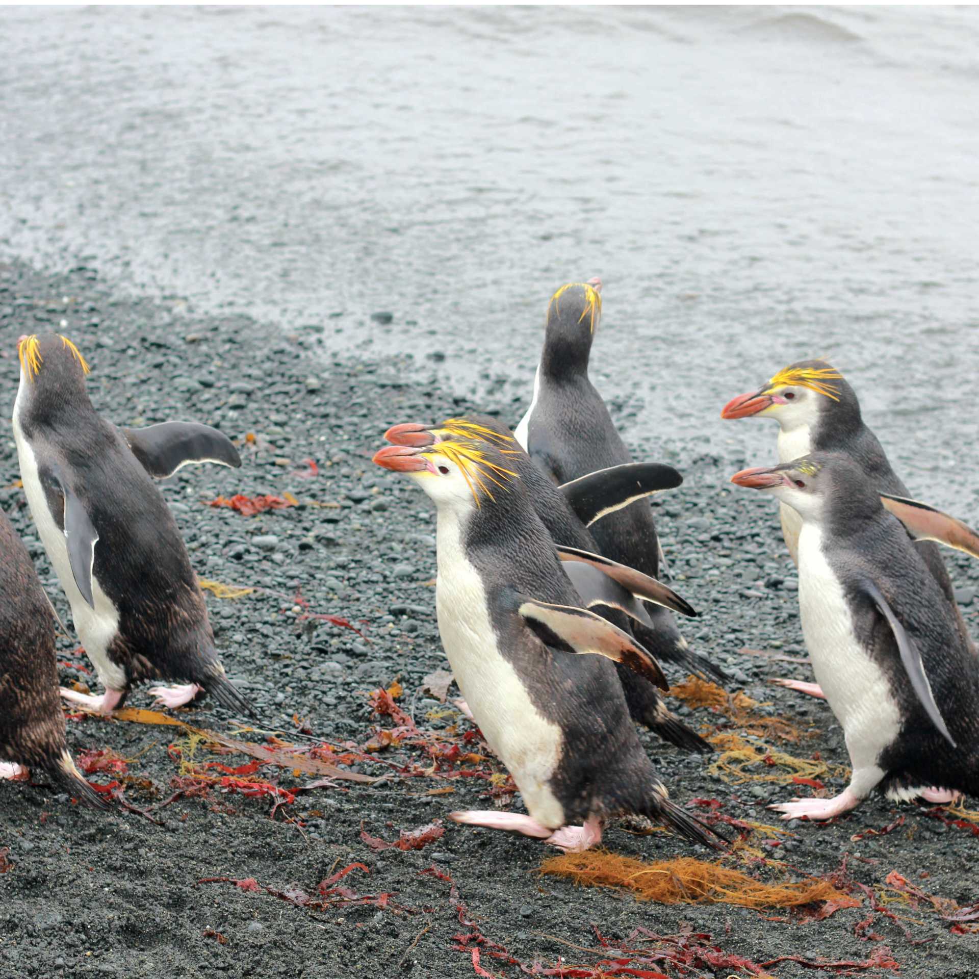 Royal Penguins waddling up the beach | Rachel Imber