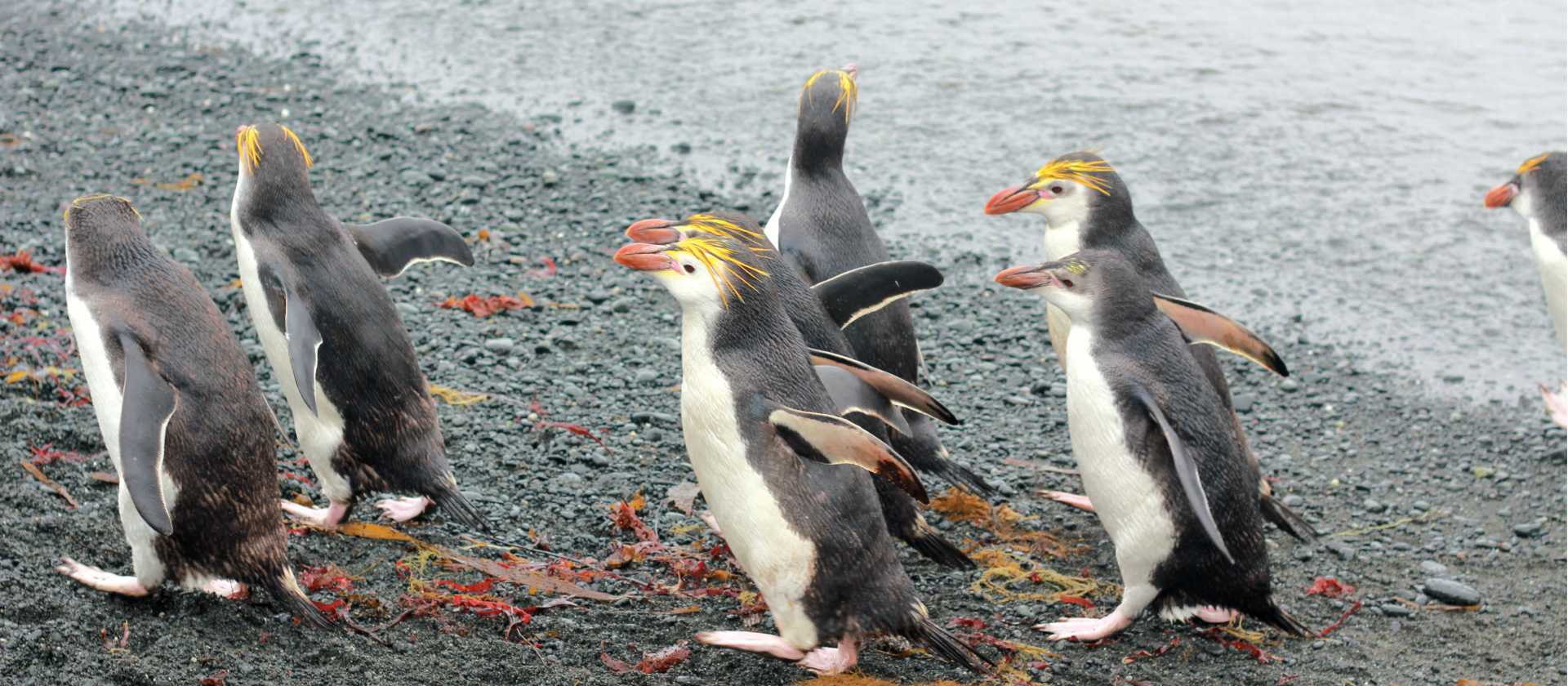 Royal Penguins waddling up the beach | Rachel Imber