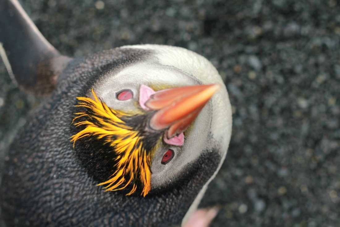 Curious Royal Penguin on Macquarie Island | Rachel Imber