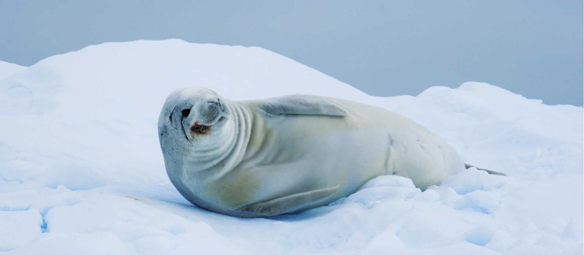 A crabeater seal, Antarctic Peninsula | Alex McNee