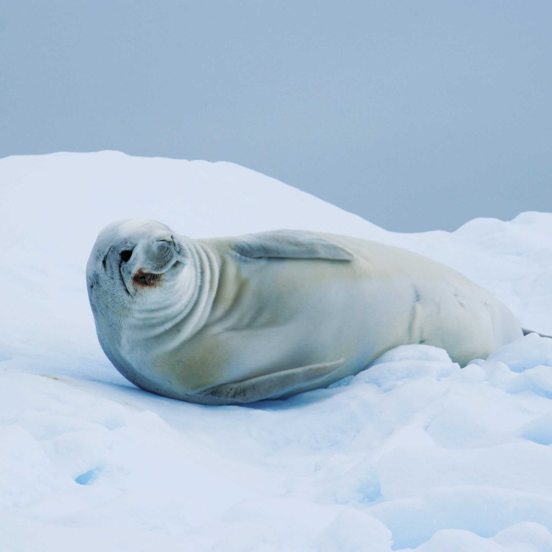 A crabeater seal, Antarctic Peninsula | Alex McNee