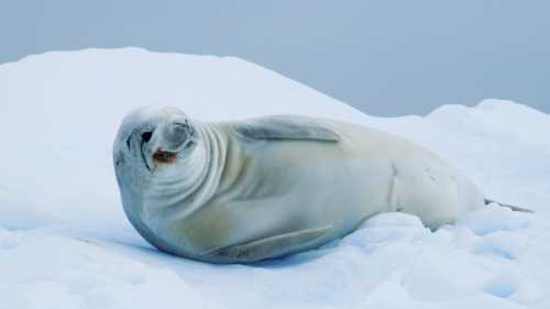 A crabeater seal, Antarctic Peninsula | Alex McNee