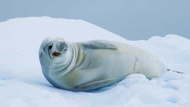 A crabeater seal, Antarctic Peninsula | Alex McNee