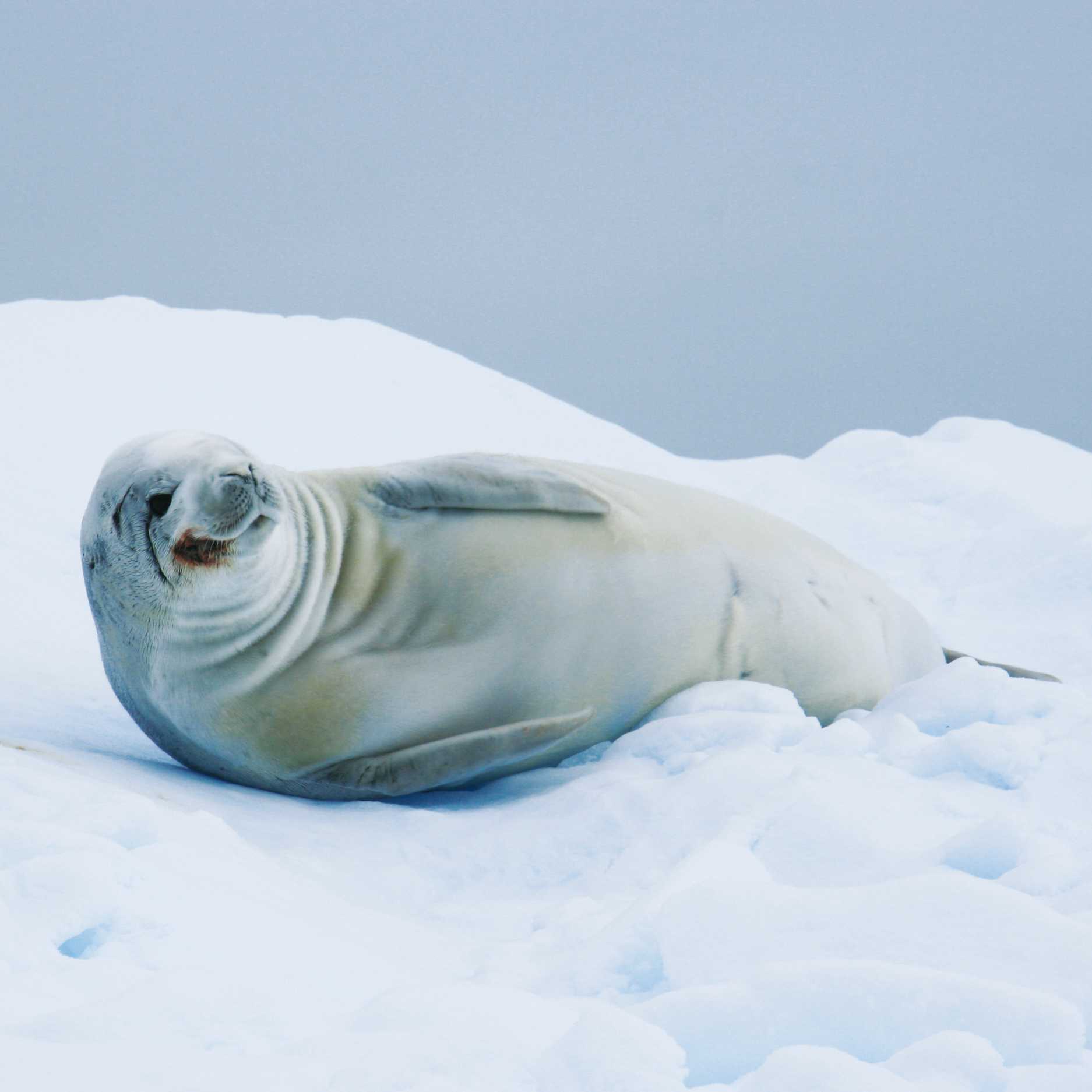 A crabeater seal, Antarctic Peninsula | Alex McNee
