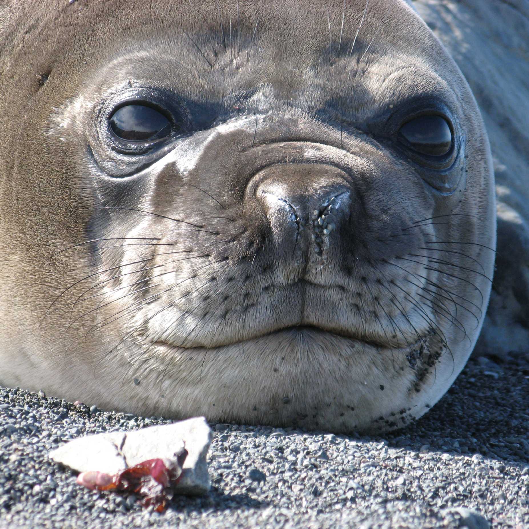 Seal close up Antarctica | Monique Perres