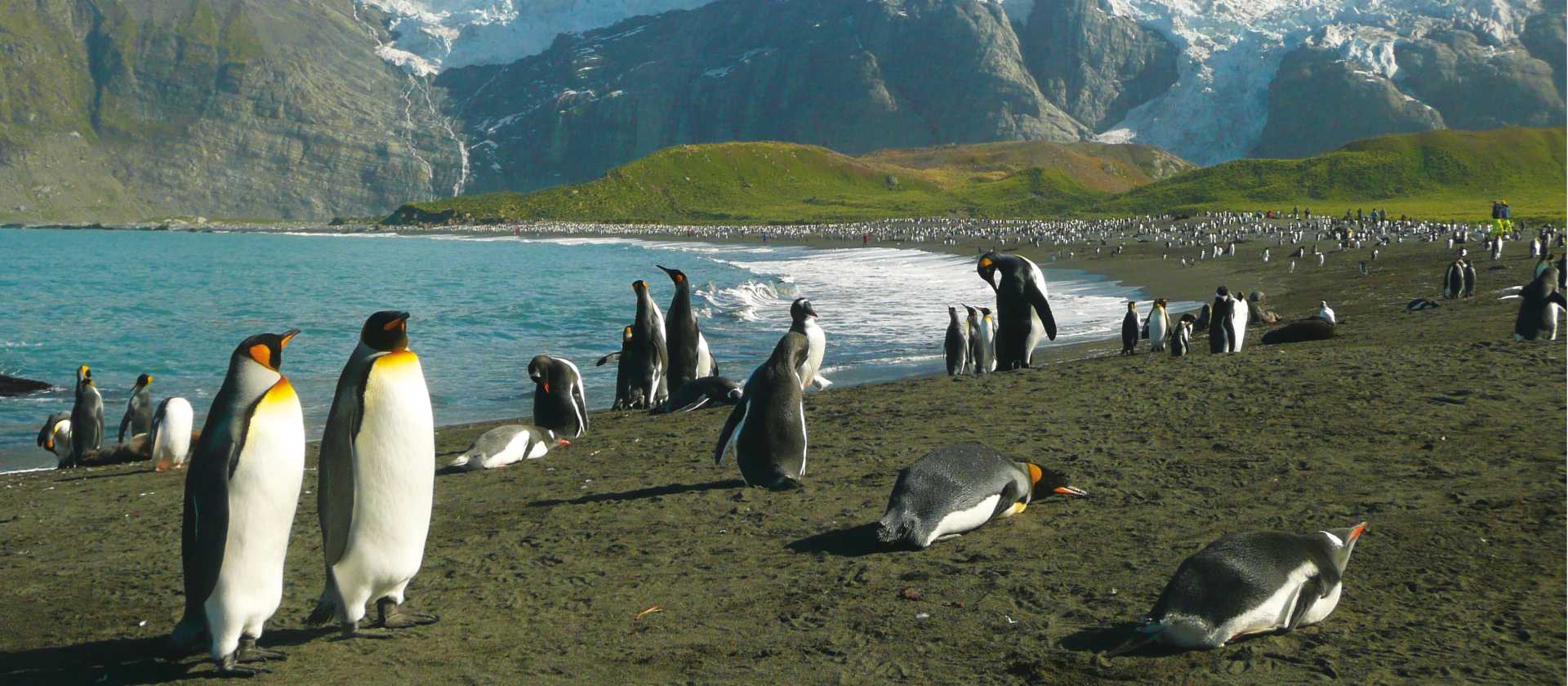 The raw beauty of South Georgia's landscape is breathtaking | Alan Levy