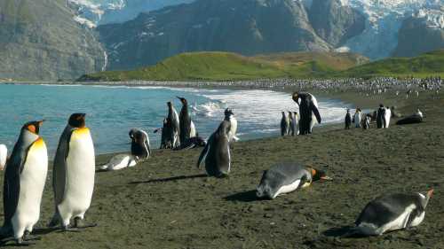 The raw beauty of South Georgia's landscape is breathtaking | Alan Levy