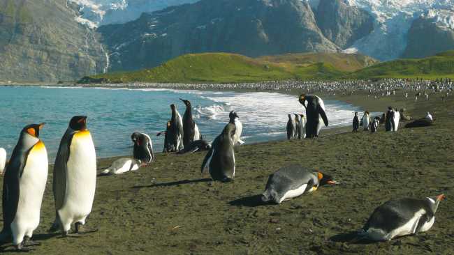 The raw beauty of South Georgia's landscape is breathtaking | Alan Levy