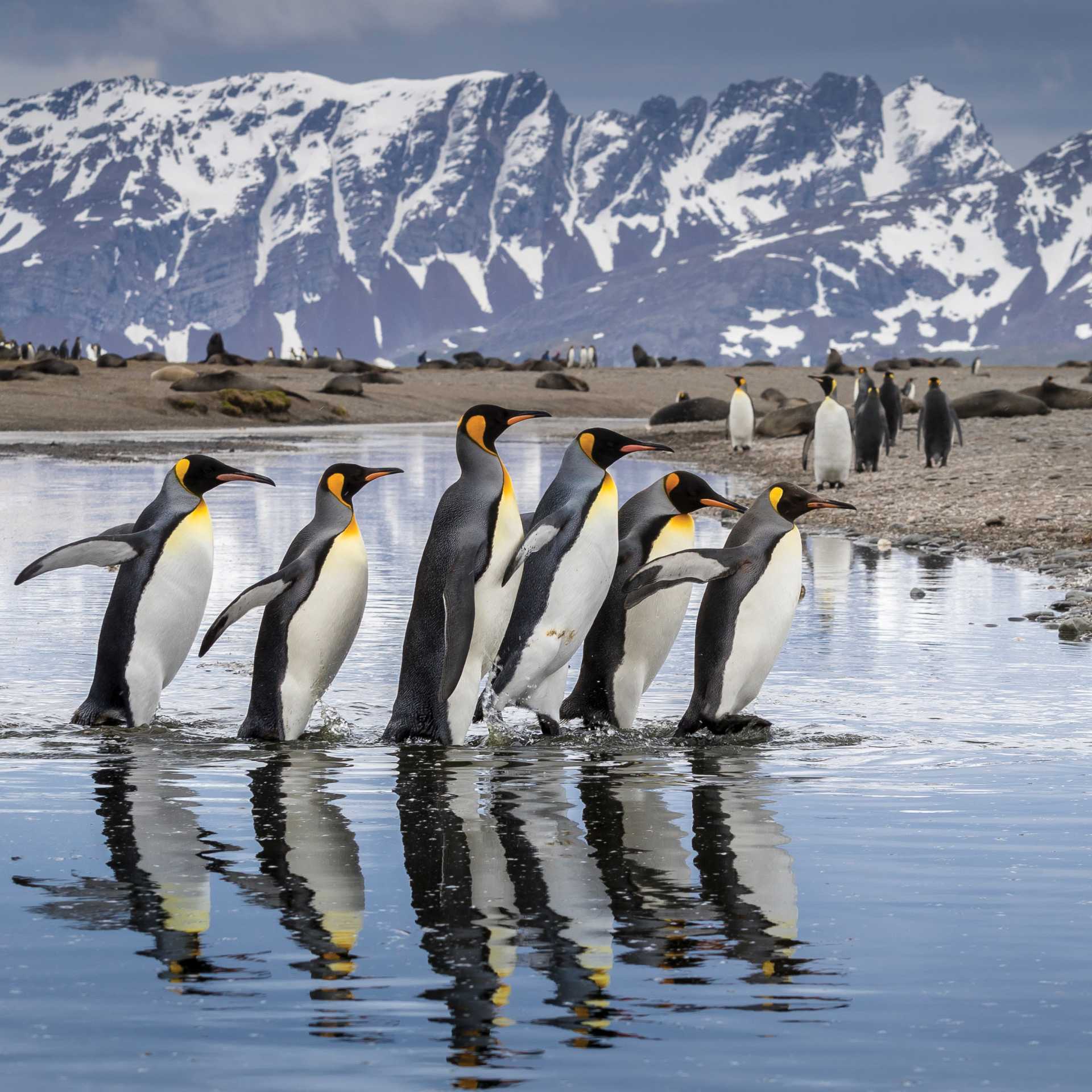 King Penguin parade on South Georgia | Richard I'Anson