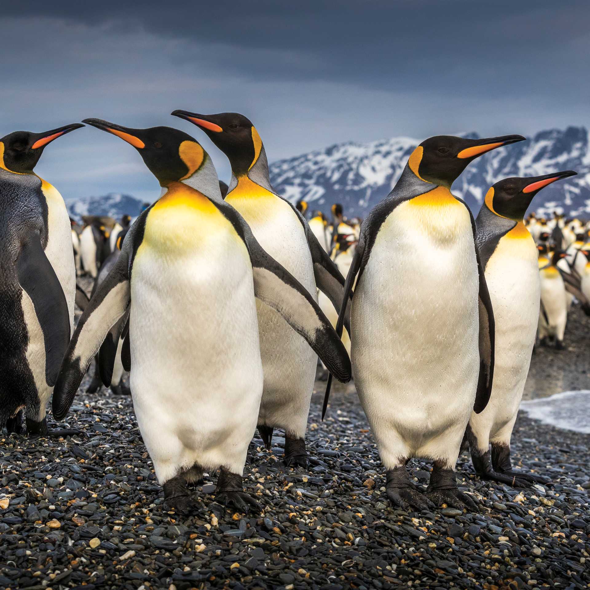 South Georgia's breathtaking scenery and huge numbers of wildlife make it a 'must see' | Richard I'Anson