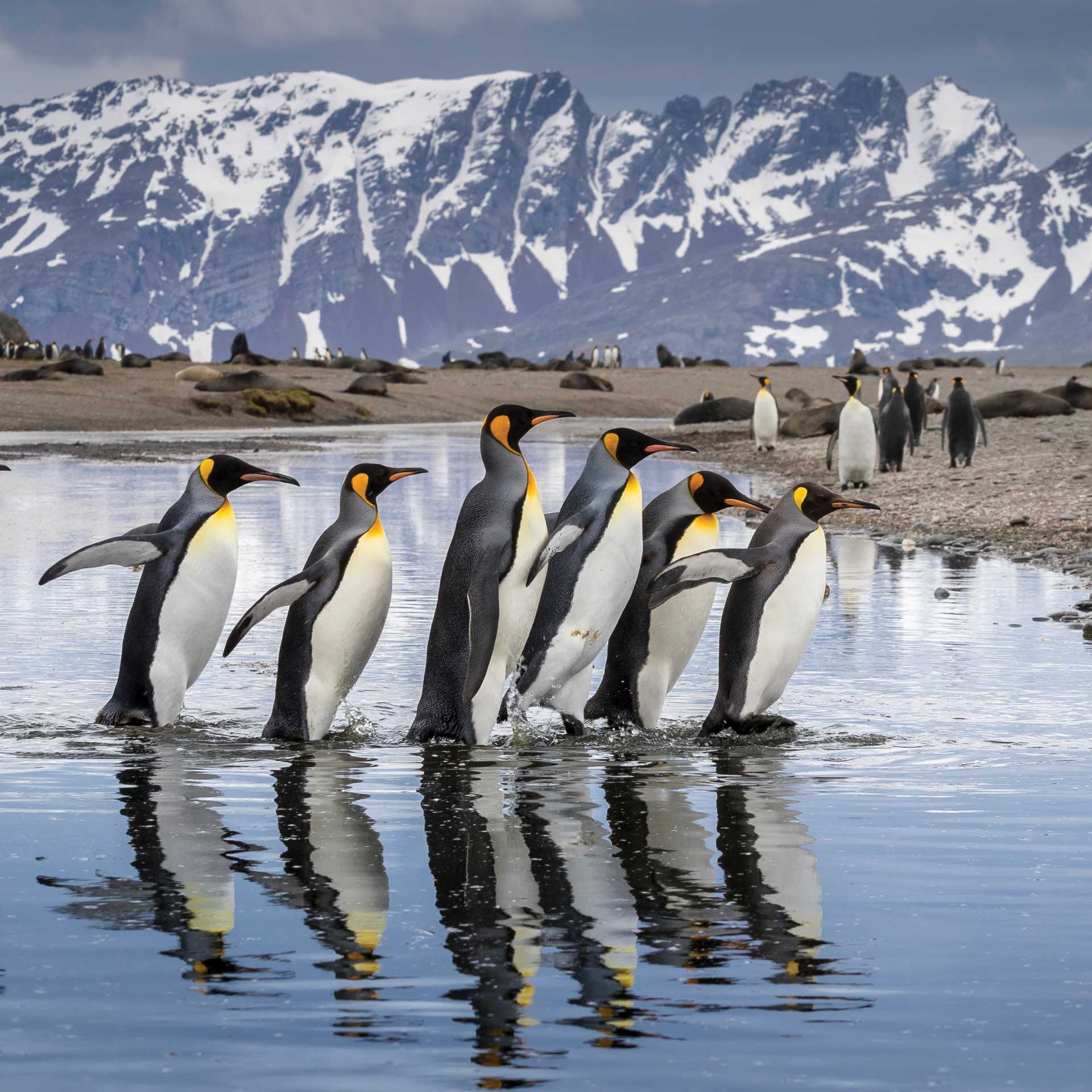 King Penguin parade on South Georgia | Richard I'Anson