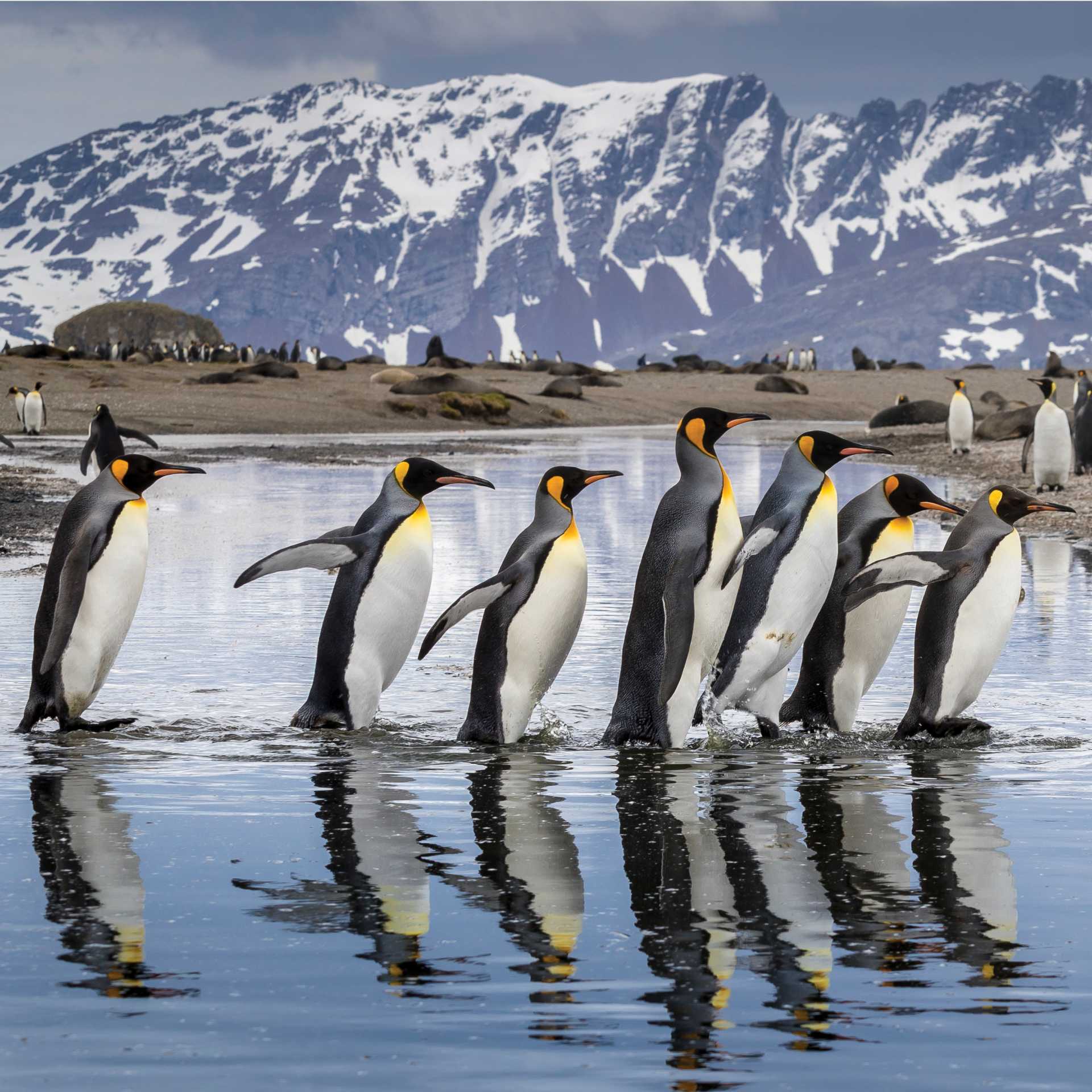 King Penguin parade on South Georgia | Richard I'Anson