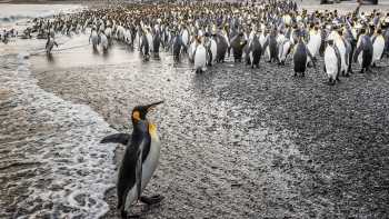 South Georgia's breathtaking scenery and huge numbers of wildlife make it a 'must see' | Richard I'Anson