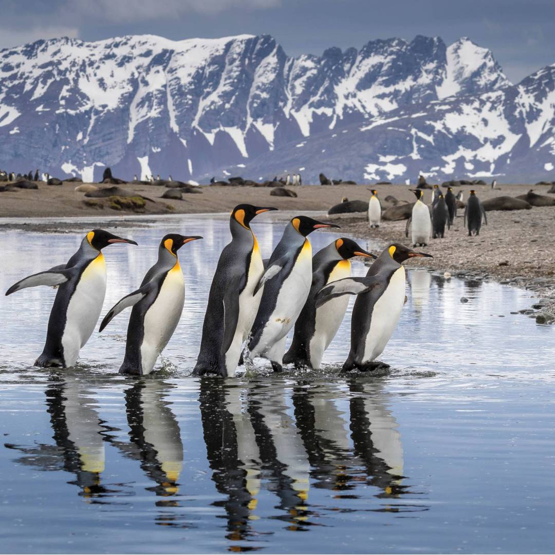 King Penguin parade on South Georgia | Richard I'Anson