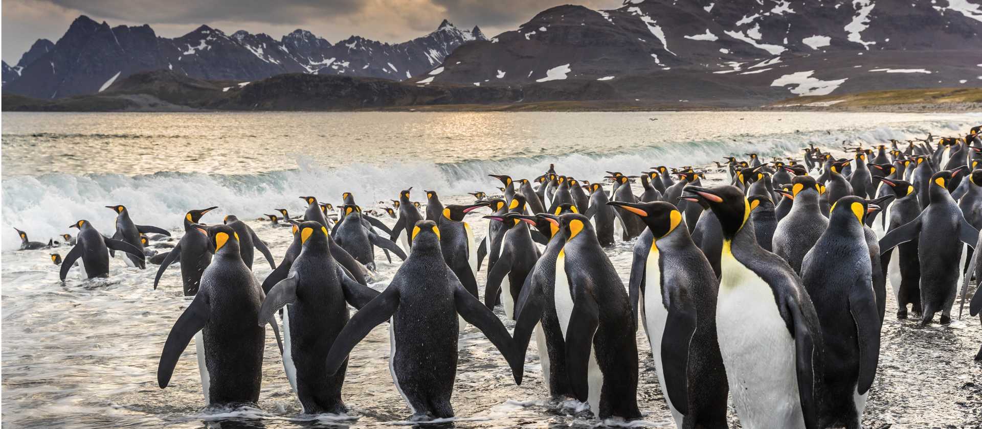 South Georgia's breathtaking scenery and huge numbers of wildlife make it a 'must see' | Richard I'Anson