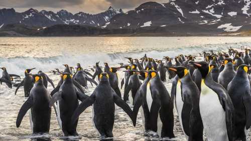 South Georgia's breathtaking scenery and huge numbers of wildlife make it a 'must see' | Richard I'Anson