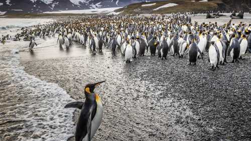 South Georgia's breathtaking scenery and huge numbers of wildlife make it a 'must see' | Richard I'Anson