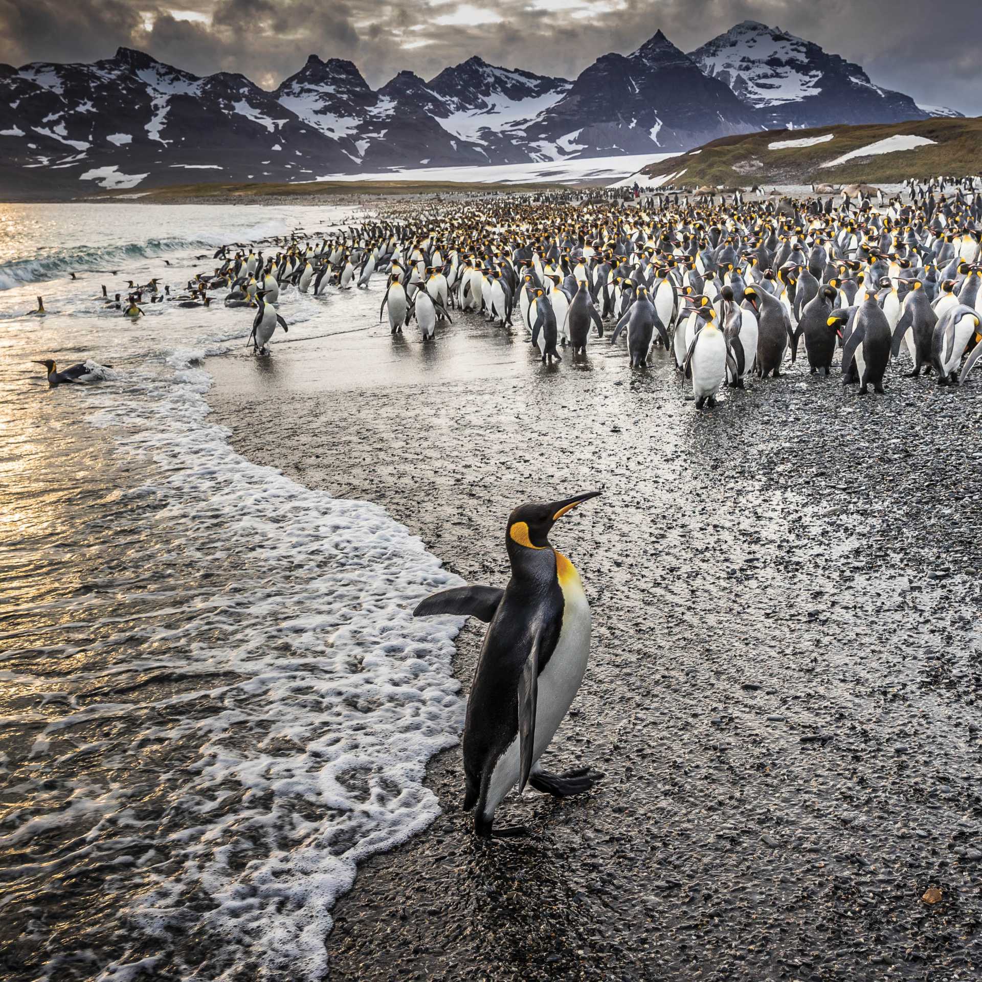 South Georgia's breathtaking scenery and huge numbers of wildlife make it a 'must see' | Richard I'Anson