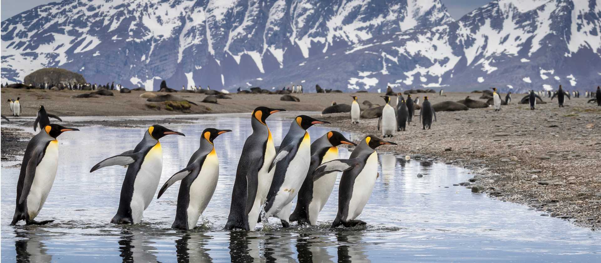 King Penguin parade on South Georgia | Richard I'Anson