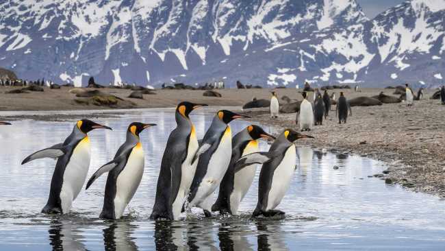 King Penguin parade on South Georgia | Richard I'Anson