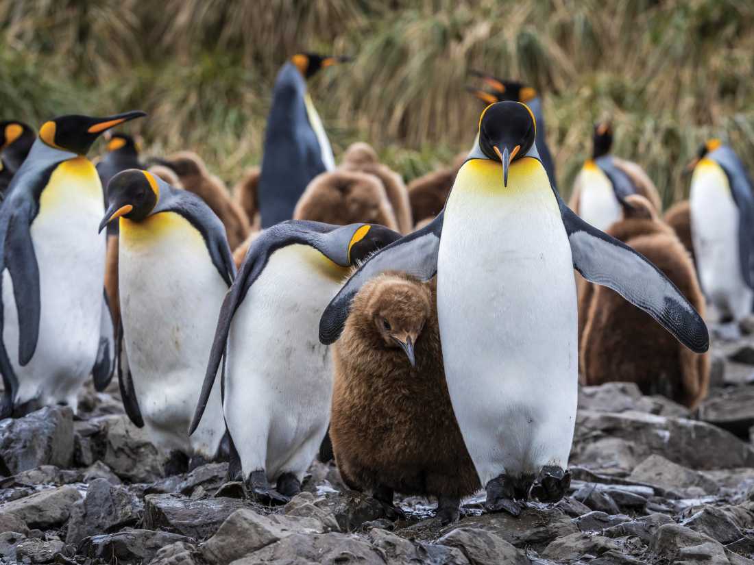 A King Penguin keeps a close eye on it's chick |  Richard I'Anson