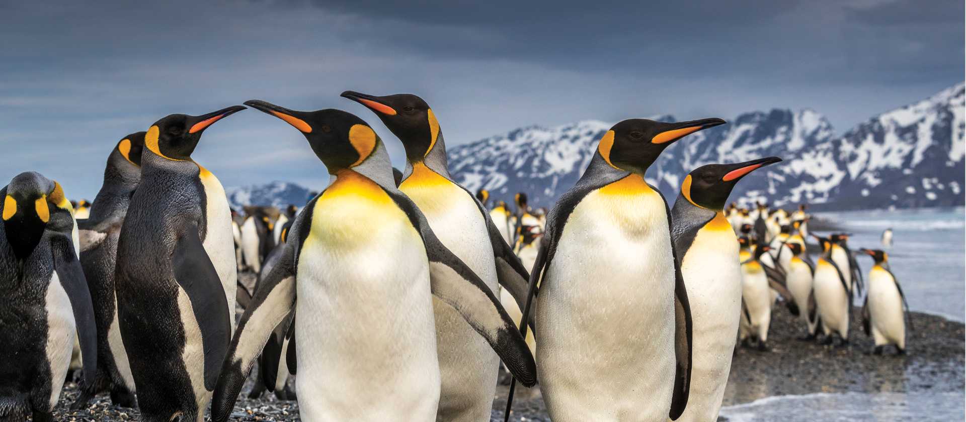 South Georgia's breathtaking scenery and huge numbers of wildlife make it a 'must see' | Richard I'Anson