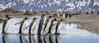 King Penguin parade on South Georgia | Richard I'Anson