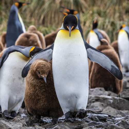 A King Penguin keeps a close eye on it's chick