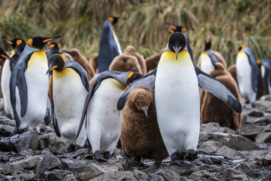 A King Penguin keeps a close eye on it's chick | Richard I'Anson