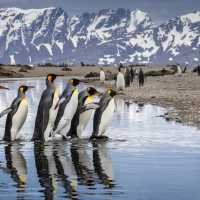 King Penguin parade on South Georgia | Richard I'Anson