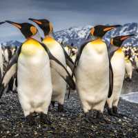 South Georgia's breathtaking scenery and huge numbers of wildlife make it a 'must see' | Richard I'Anson