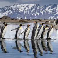 King Penguin parade on South Georgia | Richard I'Anson