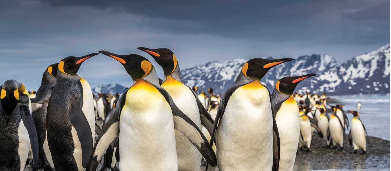 South Georgia's breathtaking scenery and huge numbers of wildlife make it a 'must see' | Richard I'Anson