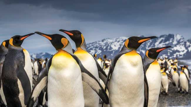 South Georgia's breathtaking scenery and huge numbers of wildlife make it a 'must see' | Richard I'Anson